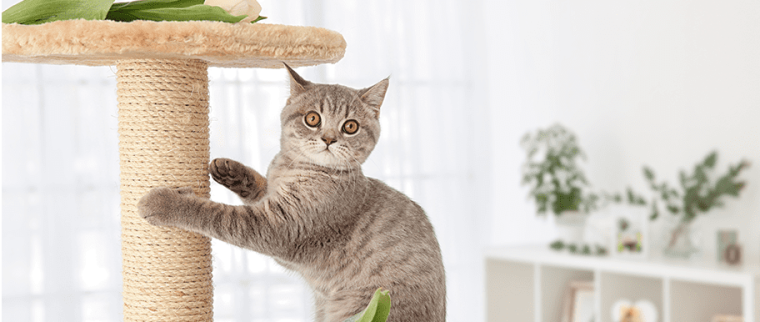 arbre à chat